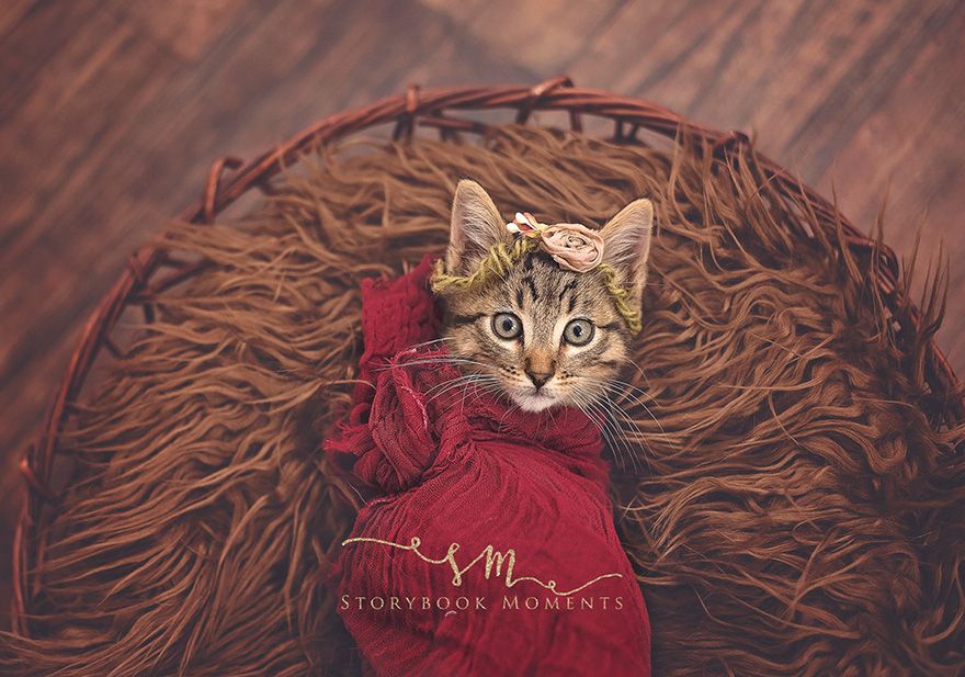Cette petite fille avait envie d'un shooting photo pour son chaton : voilà le résultat, et c'est adorable ! | So Busy Girls