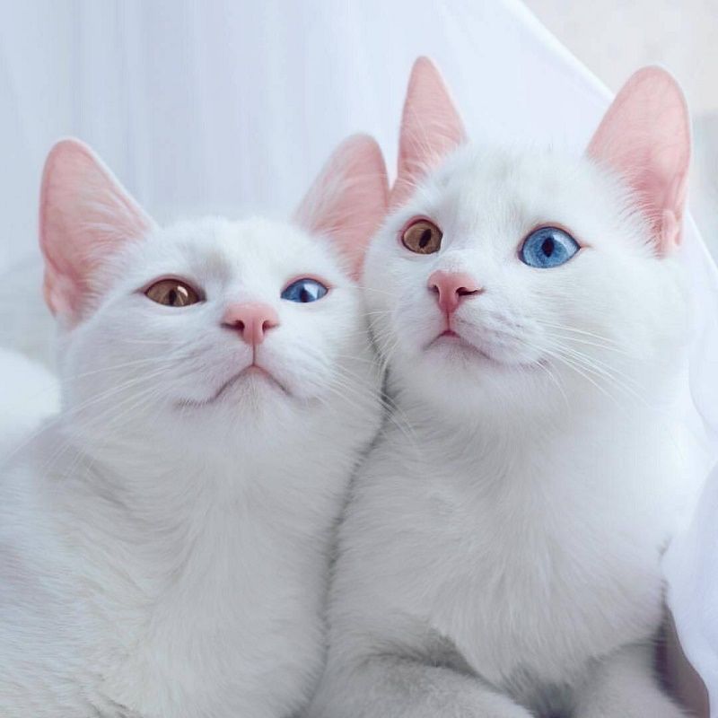 Ces 2 chats blancs aux yeux vairons ont un regard absolument magnifique | So Busy Girls