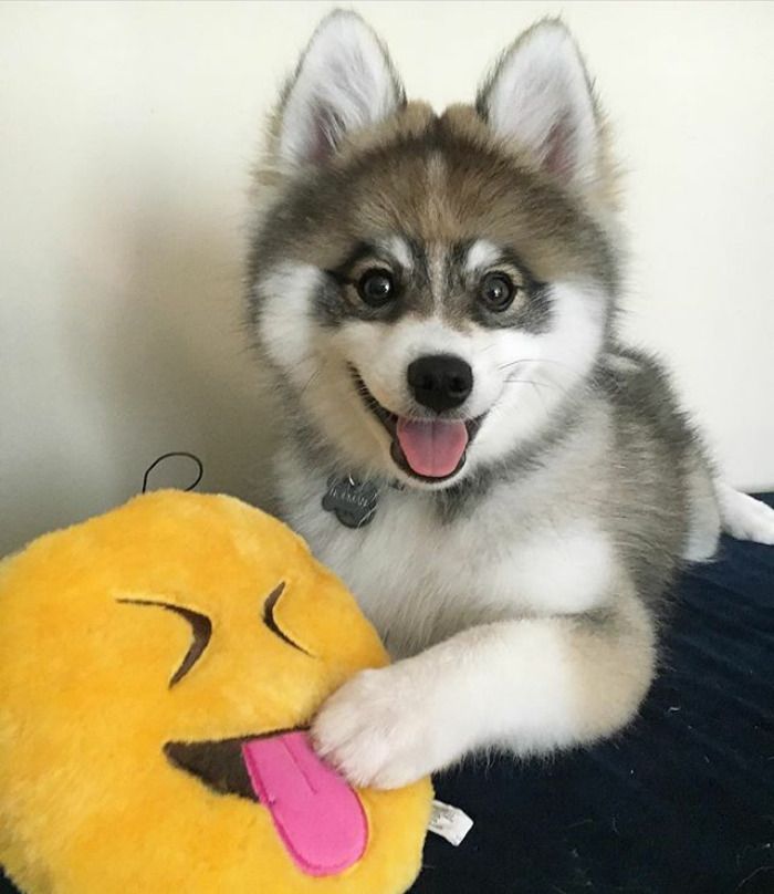 Découvrez Norman, le bébé husky tellement mignon qu'il va vous faire craquer ! | So Busy Girls