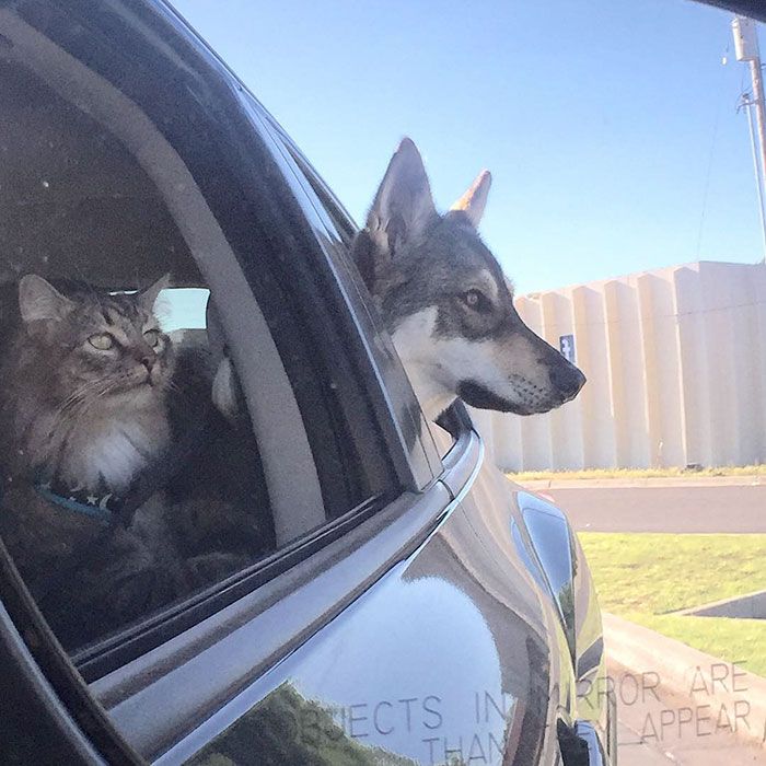 Ce husky a adopté ce chat dans un refuge et depuis, ils sont inséparables ! | So Busy Girls