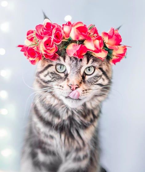 Cette femme prend des photos sublimes de ses chats qui portent des couronnes de fleurs – c'est vraiment trop chou ! | So Busy Girls