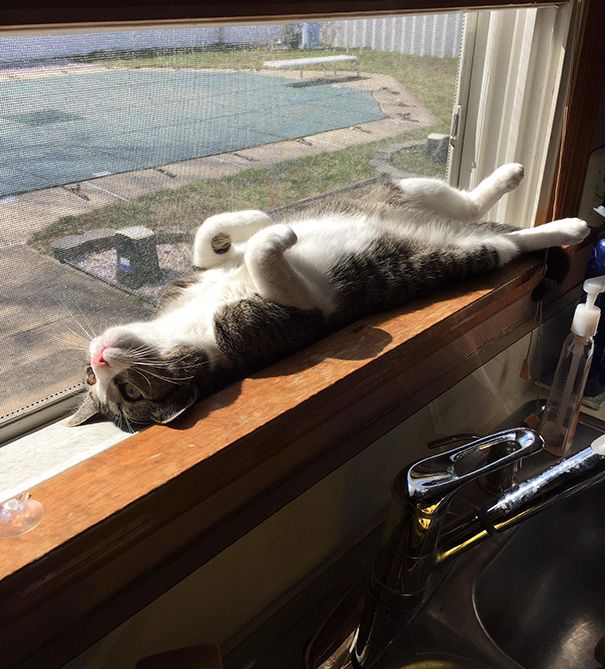 30 chats qui adorent la chaleur | So Busy Girls