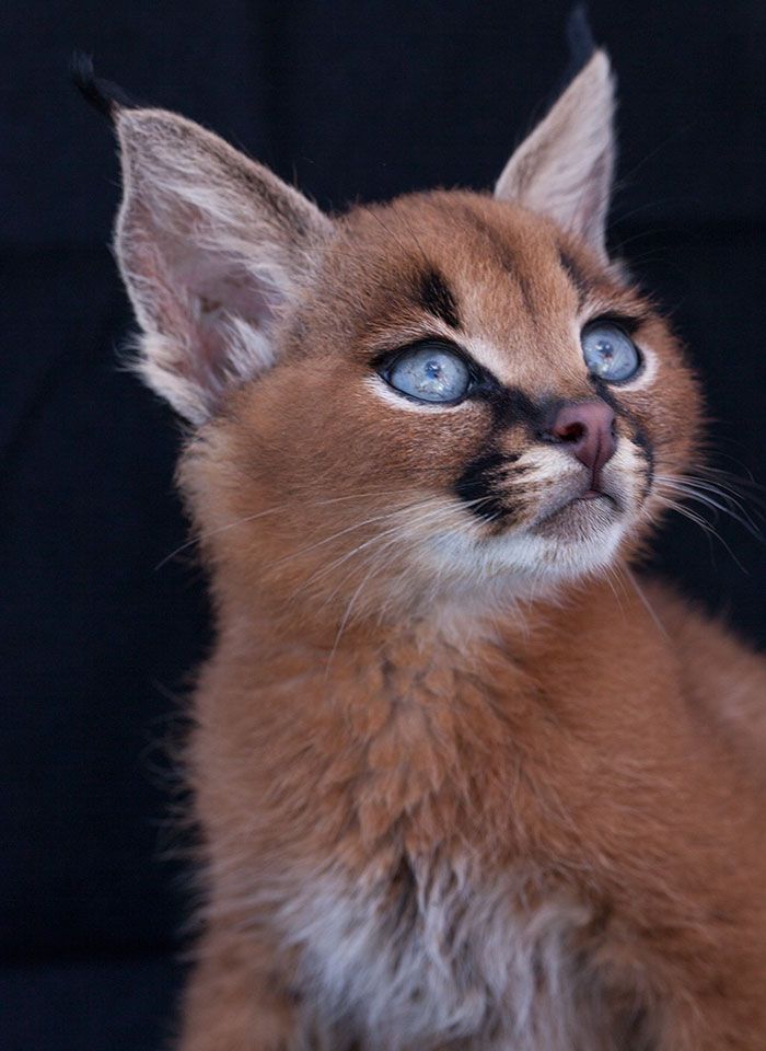 Ces 10 bébés caracals sont tellement mignons qu'ils vont vous faire fondre ! | So Busy Girls
