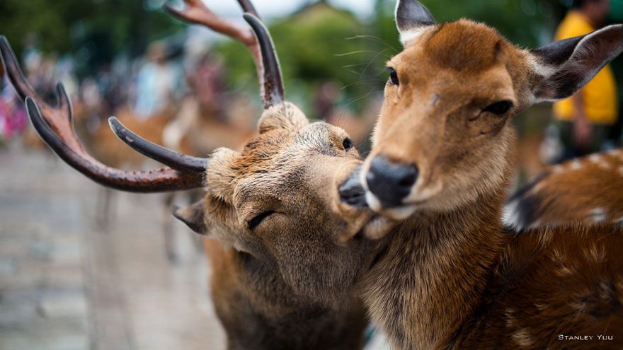 Des cerfs qui s'embrassent | So Busy Girls