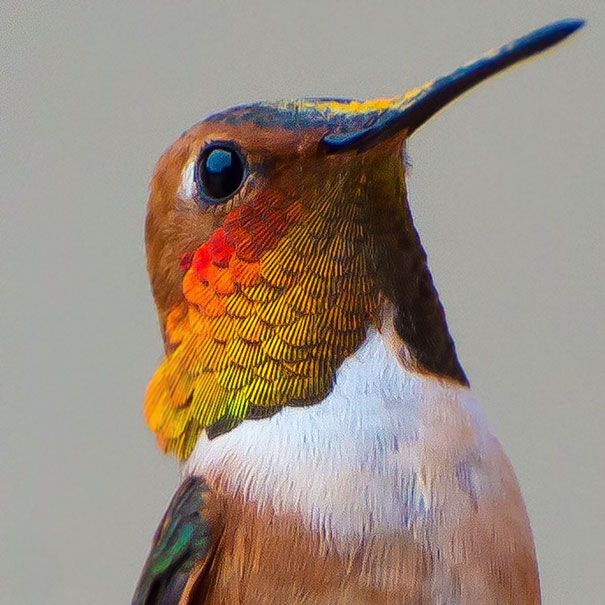 Une amoureuse de la nature capture la beauté des colibris dans son jardin | So Busy Girls