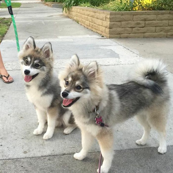 Découvrez Norman, le bébé husky tellement mignon qu'il va vous faire craquer ! | So Busy Girls
