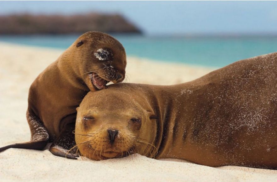 17 animaux adorables qui pourront toujours compter sur l'amour de leur mère | So Busy Girls