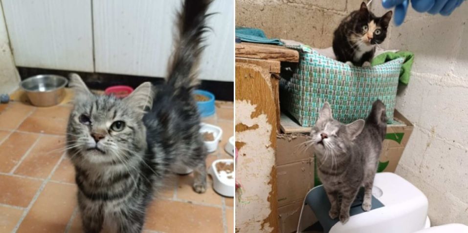 33 chats secourus d’un élevage clandestin dans des conditions déplorables dans les Hauts de Seine | So Busy Girls