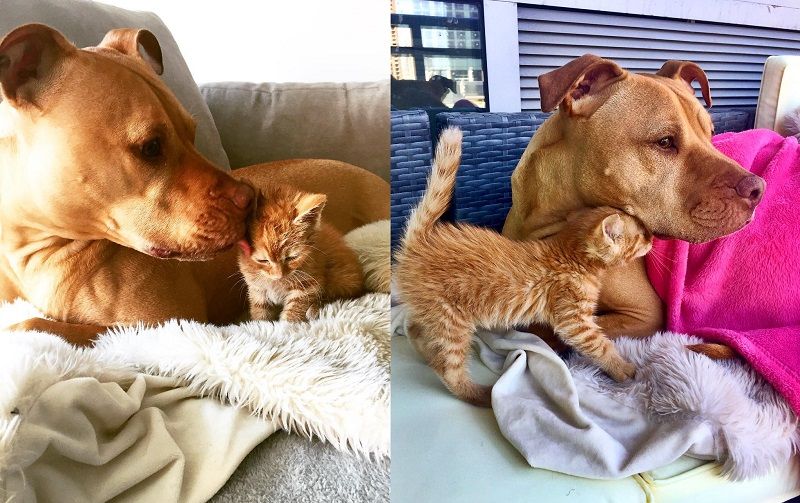 Cette chienne se prend pour la maman du chaton, et ces 2 là sont devenus inséparables ! | So Busy Girls