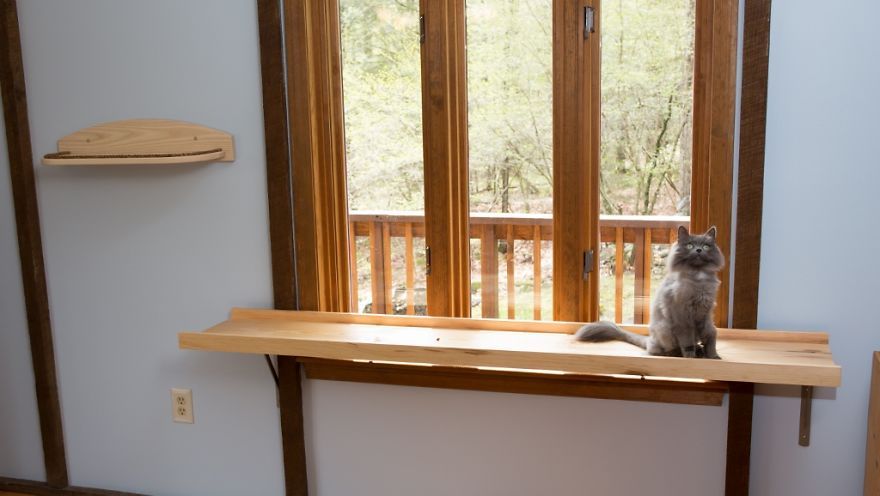 Il transforme une maison pour faire le bonheur de 7 chats | So Busy Girls