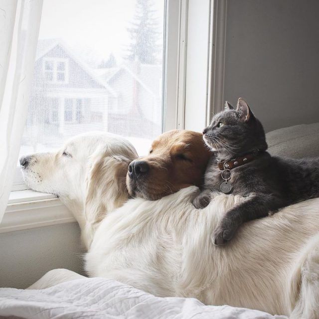 Ces 2 chiens et ce chat sont inséparables et ne se quittent jamais | So Busy Girls