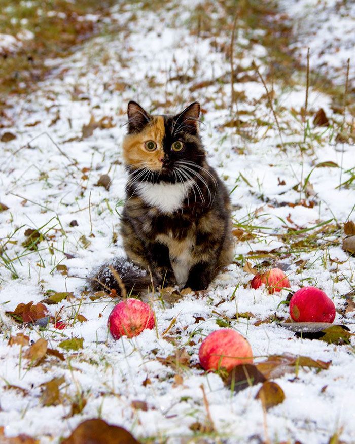 Voici Yana, l'adorable chatte aux deux visages qui va vous faire craquer ! | So Busy Girls
