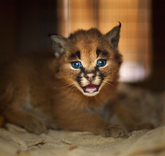 Ces 10 bébés caracals sont tellement mignons qu'ils vont vous faire fondre ! | So Busy Girls
