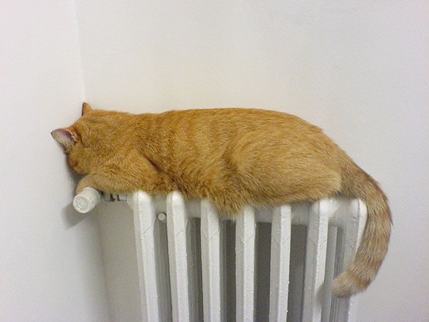 30 chats qui adorent la chaleur | So Busy Girls