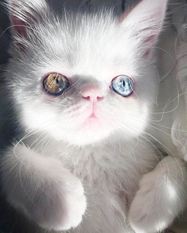 Découvrez Pam Pam, un tout petit chaton avec des yeux vairons qui vous hypnotiseront | So Busy Girls