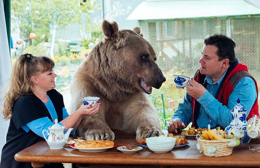 Un couple russe a adopté un ours orphelin il y a 23 ans, et ils vivent toujours tous ensemble ! | So Busy Girls