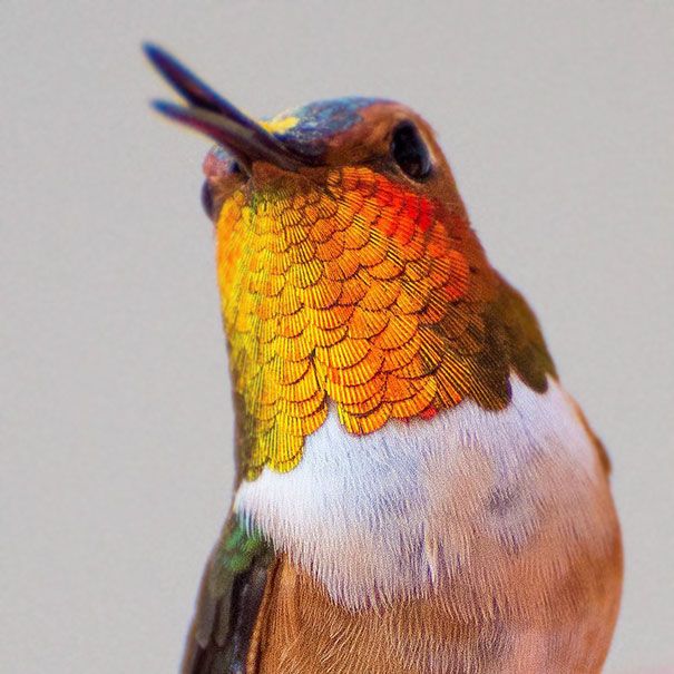 Une amoureuse de la nature capture la beauté des colibris dans son jardin | So Busy Girls
