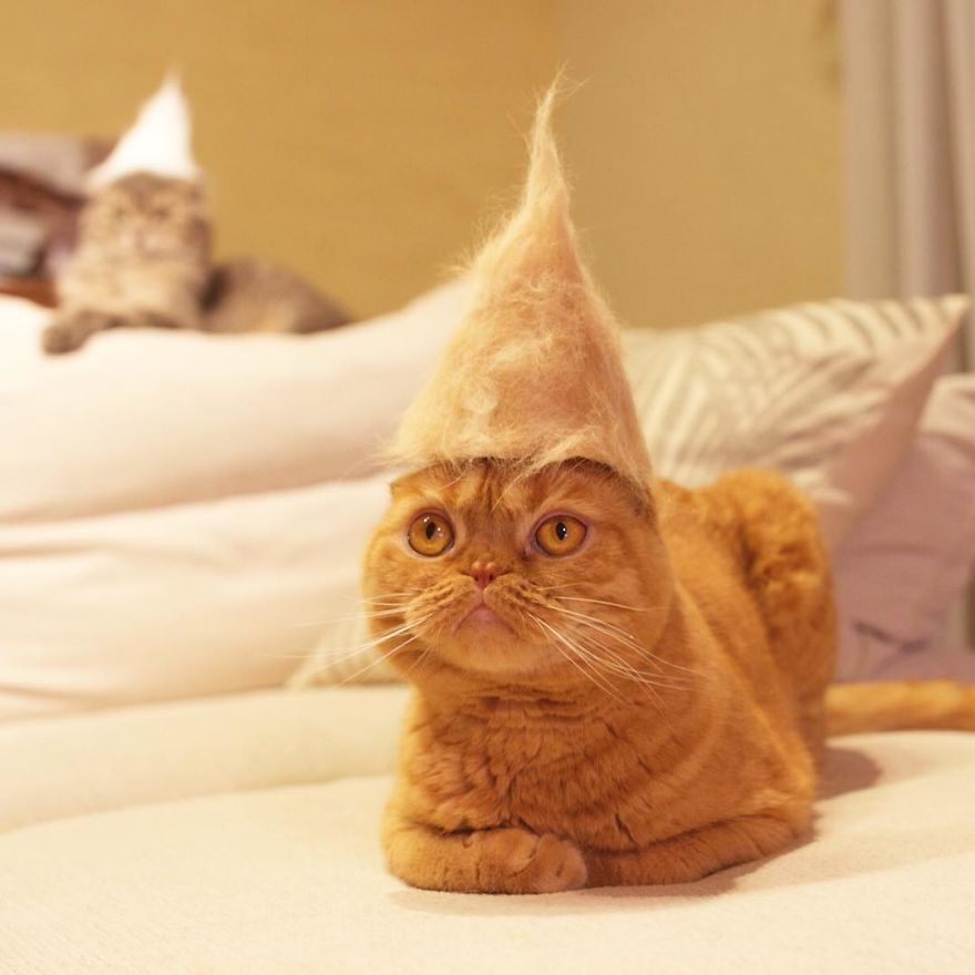 13 chats avec des chapeaux sur la tête faits de leurs propres poils | So Busy Girls