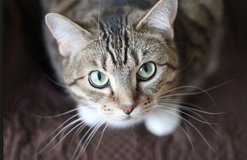 5 signes que vous êtes prêt à avoir un chat | So Busy Girls