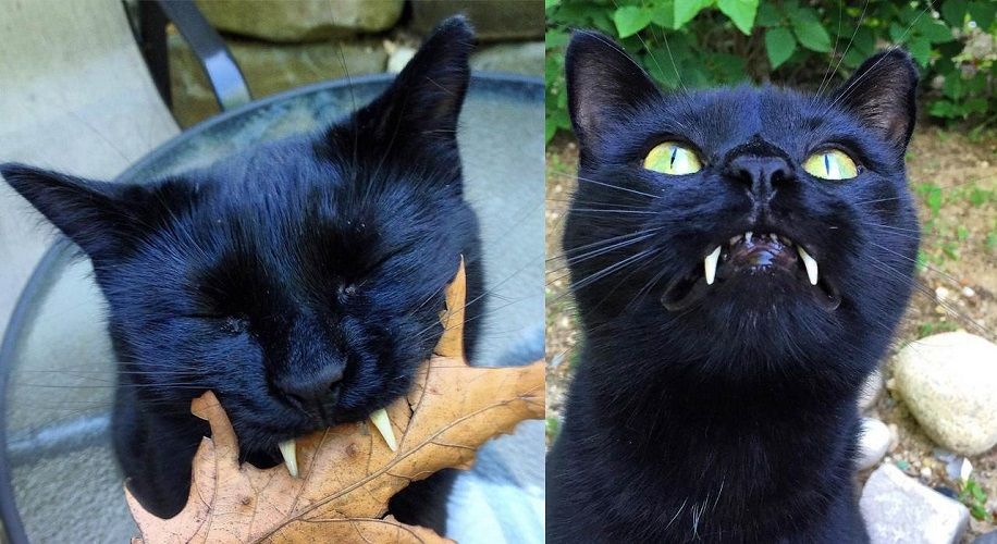 Découvrez Monkey, le chat noir aux vraies dents de vampire ! | So Busy Girls