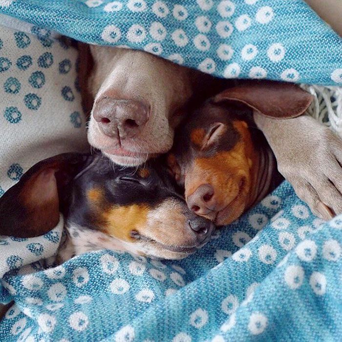 Ces 2 chiens et ce petit chiot endormis tous les 3 sont tellement adorables que vous allez craquer ! | So Busy Girls