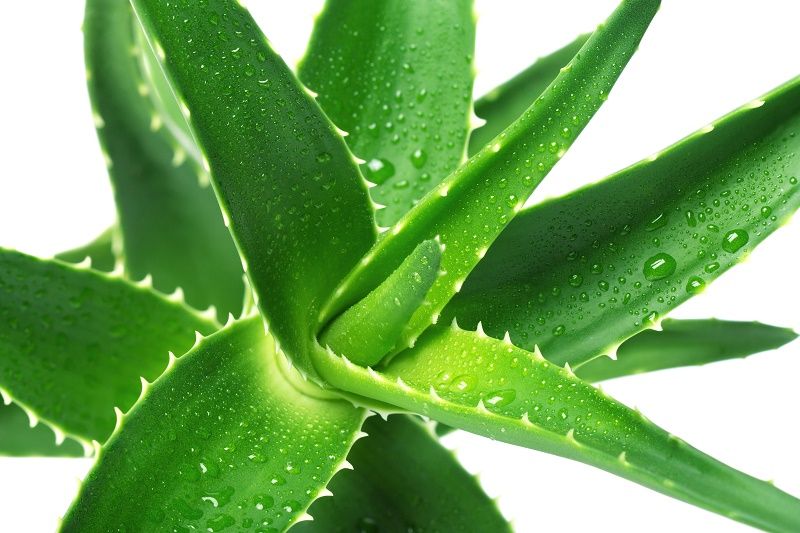 Gel pour les peaux mixtes et grasses | So Busy Girls