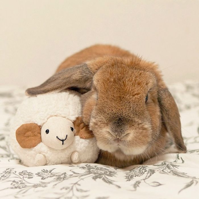 Découvrez PuiPui, le lapin le plus stylé du monde ! | So Busy Girls