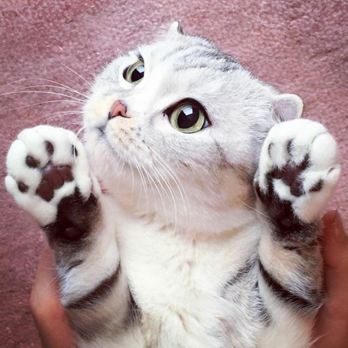Découvrez Hana, le chat aux grands yeux ronds qui fait fondre le coeur des Instagramers | So Busy Girls