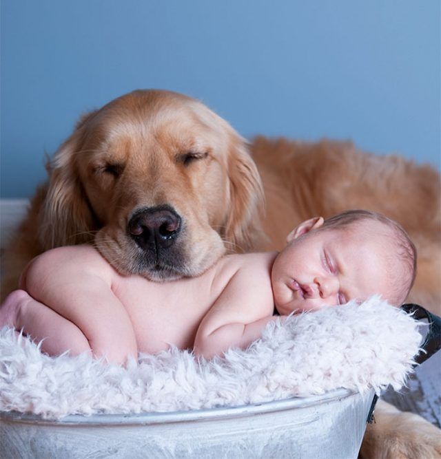 14 photos craquantes qui montrent que les chiens sont plus confortables que des oreillers | So Busy Girls