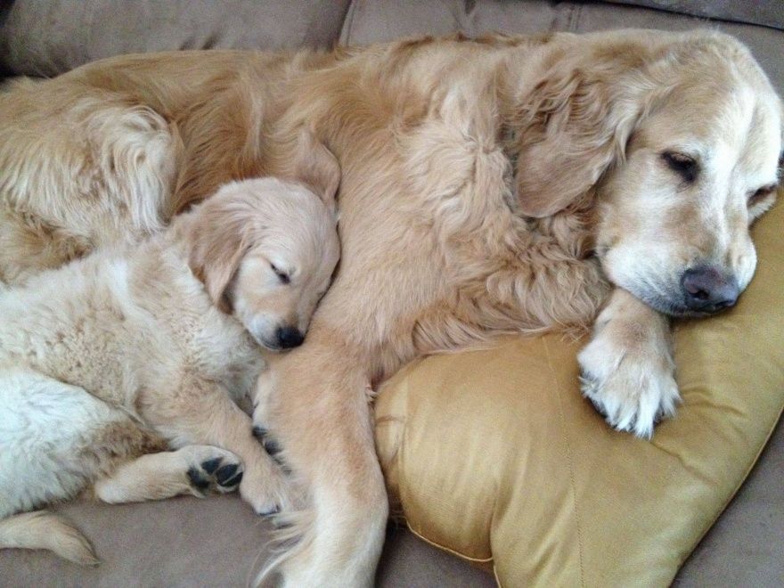 17 animaux adorables qui pourront toujours compter sur l'amour de leur mère | So Busy Girls