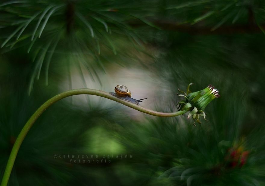 Découvrez le petit monde merveilleux des escargots ! | So Busy Girls