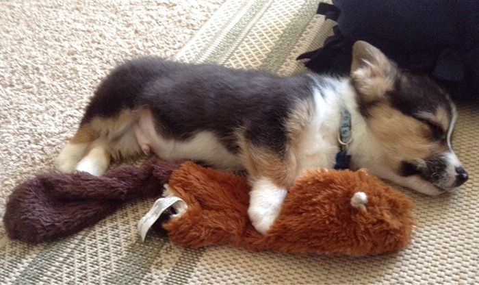 Ces 16 photos de chiens qui viennent de se faire adopter vont vous donner envie d'en recueillir un vous aussi ! | So Busy Girls