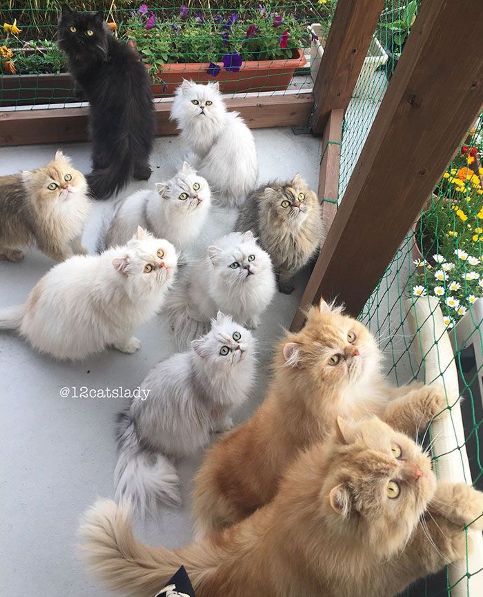 Cette femme aux 12 chats a conquis Instagram avec ses magnifiques chats persans | So Busy Girls