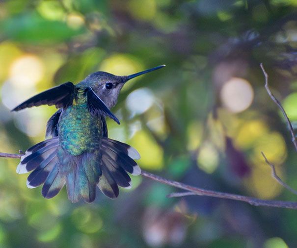 Une amoureuse de la nature capture la beauté des colibris dans son jardin | So Busy Girls
