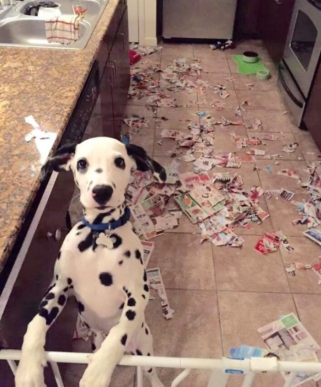 16 moments où des gens ont laissé leur animal seul, mais l'ont très vite regretté | So Busy Girls