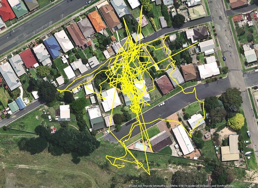 Une puce GPS révèle les aventures que votre chat vit la nuit | So Busy Girls