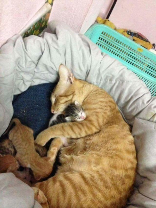 Papa chat soutient cette maman chatte qui accouche et l'inonde de câlins | So Busy Girls