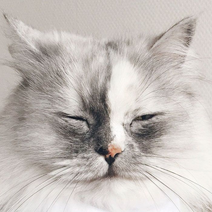 La fourrure de ce chat persan est tout simplement magnifique ! | So Busy Girls