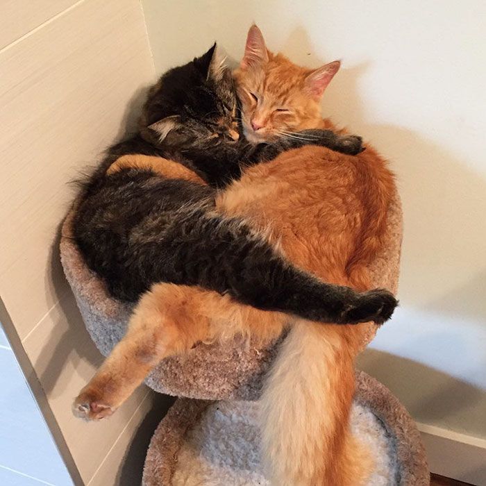 Ces chats sont inséparables : ils continuent à vouloir dormir ensemble même s'ils sont devenus bien trop grand pour leur lit | So Busy Girls