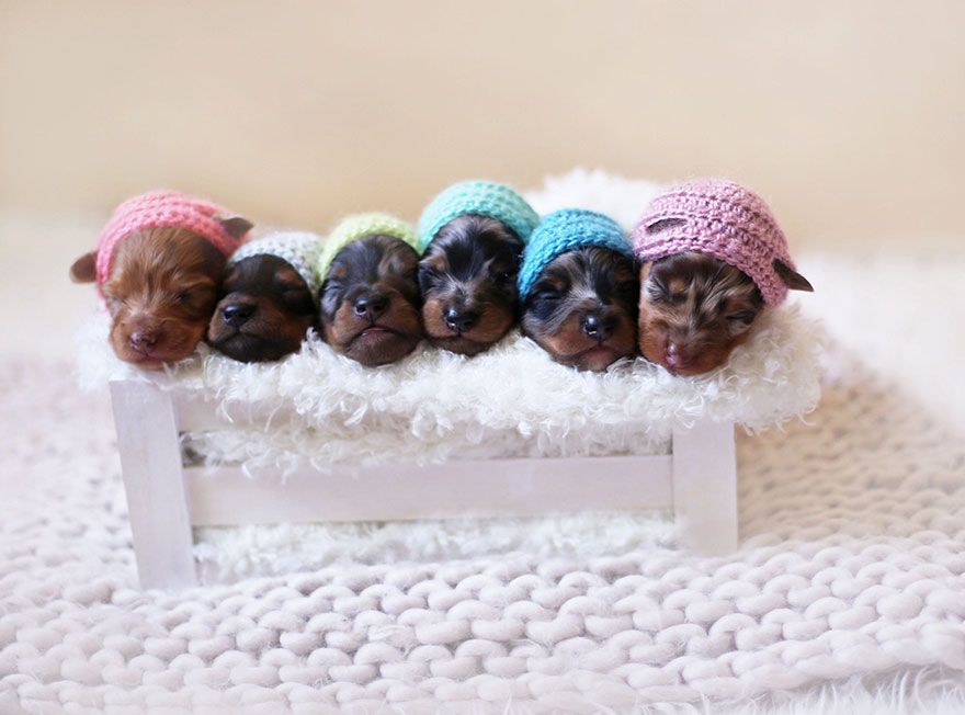 Cette maman teckel pose fièrement avec ses 6 petits chiots et le résultat est vraiment chou ! | So Busy Girls