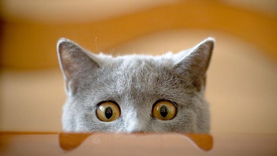 14 illustrations rigolotes qui résument parfaitement la vie avec un chat | So Busy Girls