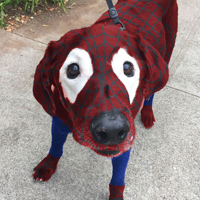 Spider Dog | So Busy Girls