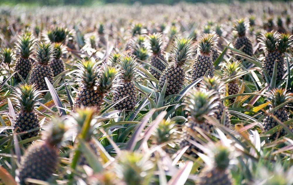 Les ananas | So Busy Girls