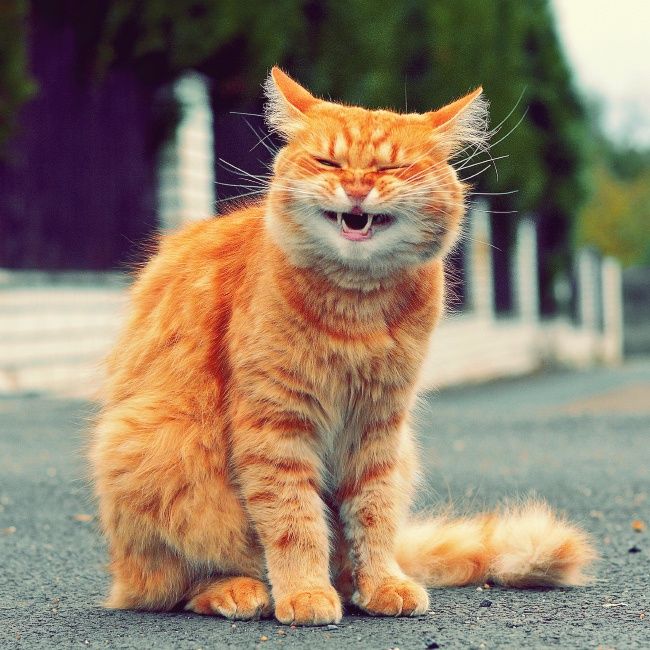 21 photos des plus beaux chats : vous n'allez pas pouvoir leur résister ! | So Busy Girls