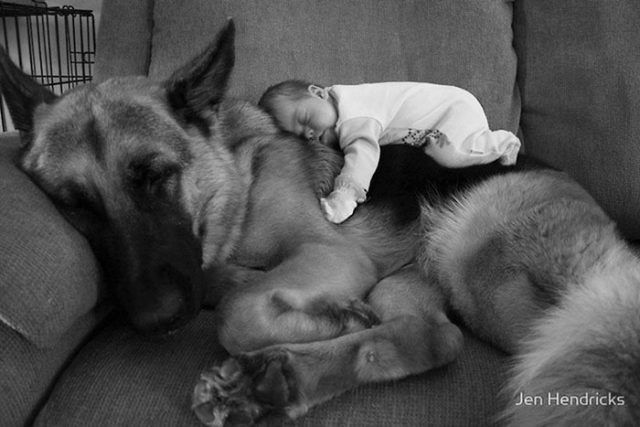 14 photos craquantes qui montrent que les chiens sont plus confortables que des oreillers | So Busy Girls