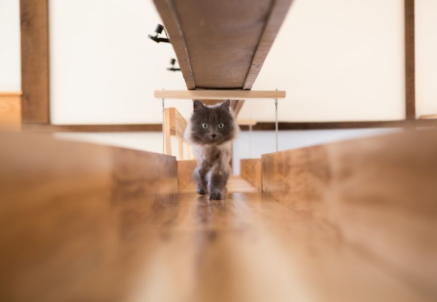 Il transforme une maison pour faire le bonheur de 7 chats | So Busy Girls