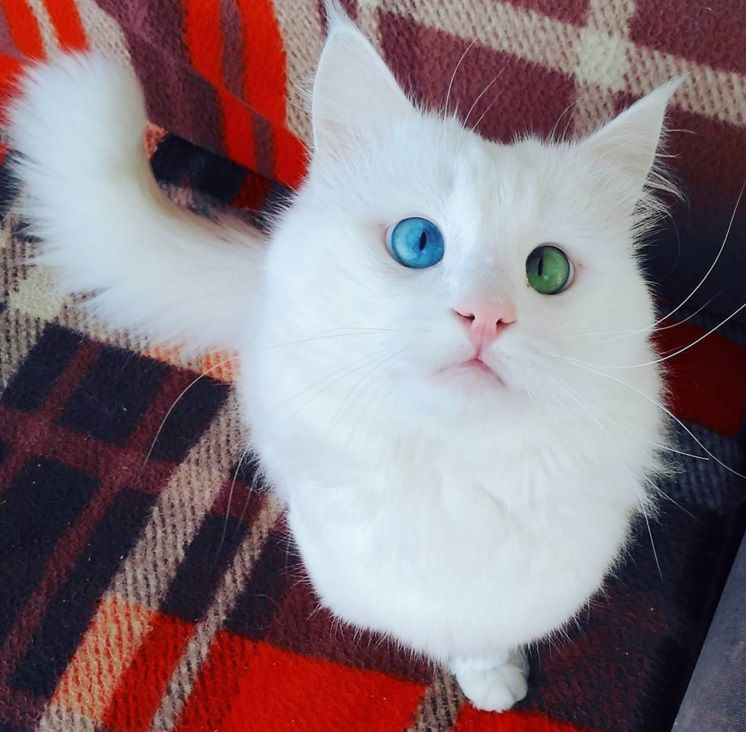 Ce chat blanc aux yeux vairons a vraiment un regard hypnotique et magnifique ! | So Busy Girls