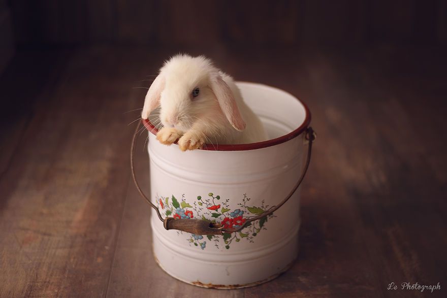 Ce bébé lapin est tellement mignon que vous allez avoir envie de lui faire un câlin | So Busy Girls
