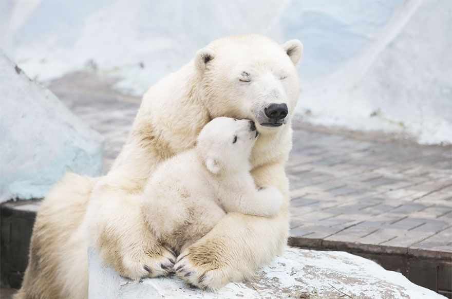 Ces mamans ourses et leur ourson sont vraiment trop mignons ! | So Busy Girls