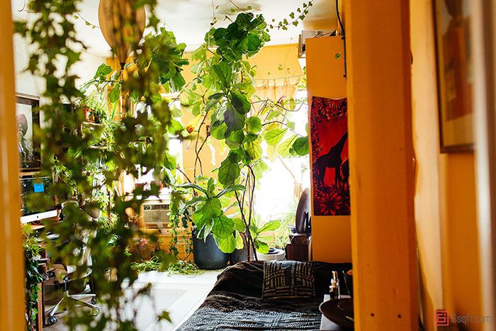 Cette jeune femme a planté plus de 500 plantes dans son appartement new-yorkais et l'a transformé en vrai jungle d'intérieur | So Busy Girls